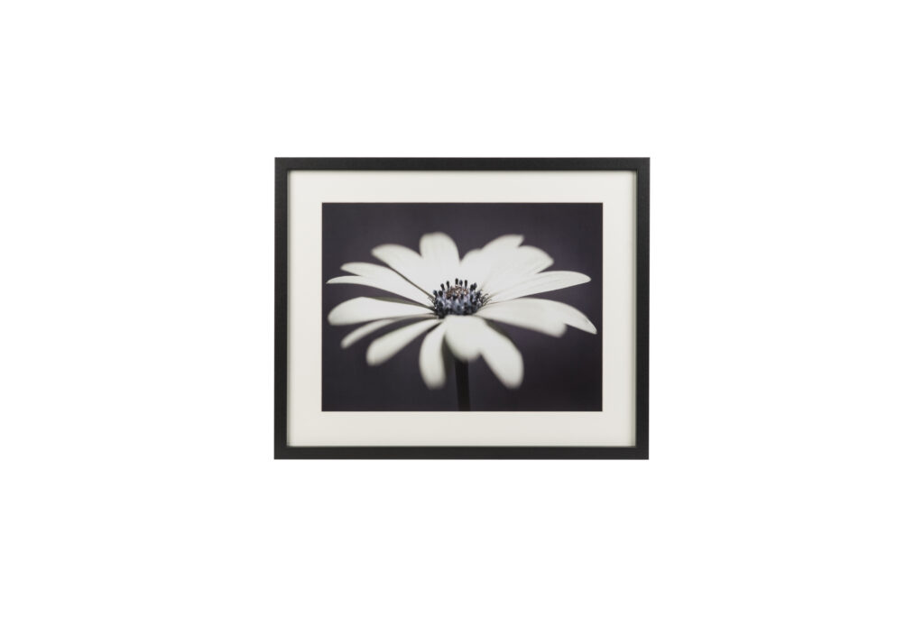 framed print of flower